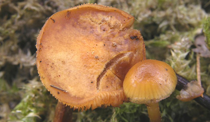 Galerina da determinare n�28.